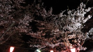 法多山の夜桜